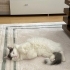 Canım Kedim Missy fotoğraf