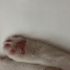 ACİL!! Bu miniğe yuvanızı açmak istemez misiniz? Tek kaldı, sokağa gidecek!! fotoğraf
