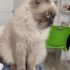 Blue point kızımı sahiplendiriyorum 2.5 yaşında fotoğraf