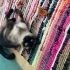 KISIR ERKEK SIYAM KEDİSİ fotoğraf
