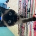 KISIR ERKEK SIYAM KEDİSİ fotoğraf