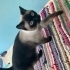 KISIR ERKEK SIYAM KEDİSİ fotoğraf