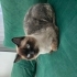 KISIR ERKEK SIYAM KEDİSİ fotoğraf