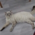 Maviş ömürlük yuvasını arıyor fotoğraf