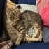 bu tekir bebeklere acil yuva lütfen sokağa bırakmak zorunda kalacağım fotoğraf