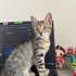 bu tekir bebeklere acil yuva lütfen sokağa bırakmak zorunda kalacağım fotoğraf