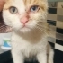 Çakma Van kedisi fotoğraf