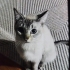BRİTİSH SHORTHAİR fotoğraf