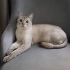 BRİTİSH SHORTHAİR fotoğraf