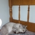 BRİTİSH SHORTHAİR fotoğraf