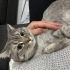 Erkek kısır faysal fotoğraf