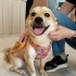 YAKLAŞIK 1 YAŞLARINDA NORRBOTTENSPETS fotoğraf