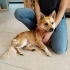 YAKLAŞIK 1 YAŞLARINDA NORRBOTTENSPETS fotoğraf