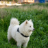 Samoyed Yuva Arıyor fotoğraf