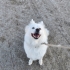 Samoyed Yuva Arıyor fotoğraf