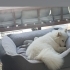 Samoyed Yuva Arıyor fotoğraf