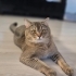 British Shorthair Kırması kısır Erkek Kediye Ömürlük Yuva fotoğraf