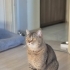 British Shorthair Kırması kısır Erkek Kediye Ömürlük Yuva fotoğraf