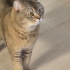 British Shorthair Kırması kısır Erkek Kediye Ömürlük Yuva fotoğraf