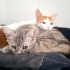 Dünyalar tatlısı dişi ve erkek kardeşler fotoğraf