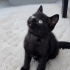 British shorthair & Tekir kırması yavrumuz yuvasını arıyor fotoğraf