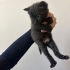 British shorthair & Tekir kırması yavrumuz yuvasını arıyor fotoğraf