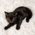 British shorthair & Tekir kırması yavrumuz yuvasını arıyor fotoğraf