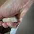 Siyah göz Tedy bear Ayı surat Isırması olmayan Uysal yavrular fotoğraf