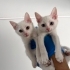 Sokağa dönmeden acil yuva arıyorlar fotoğraf
