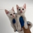 Sokağa dönmeden acil yuva arıyorlar fotoğraf