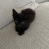 Küçük Zeytin Kıza Yuva Arıyoruz fotoğraf