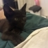 Küçük Zeytin Kıza Yuva Arıyoruz fotoğraf