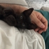 Küçük Zeytin Kıza Yuva Arıyoruz fotoğraf