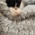 Oyuncu ve insancıl, vahşi değil insanı yoran ve tırmalayan bir kedi değil. fotoğraf