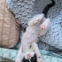 Oyuncu ve insancıl, vahşi değil insanı yoran ve tırmalayan bir kedi değil. fotoğraf