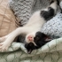 Oyuncu ve insancıl, vahşi değil insanı yoran ve tırmalayan bir kedi değil. fotoğraf