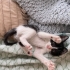 Oyuncu ve insancıl, vahşi değil insanı yoran ve tırmalayan bir kedi değil. fotoğraf