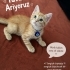 Sarman bebek Limon ömürlük yuvasını arıyor fotoğraf