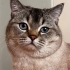 British shorthair Erkek acil yuva. Safkan tam bir asilzadedir fotoğraf