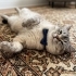 British shorthair Erkek acil yuva. Safkan tam bir asilzadedir fotoğraf