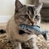 British shorthair Erkek acil yuva. Safkan tam bir asilzadedir fotoğraf