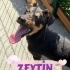 Zeytin size gelsin mi?😍 fotoğraf