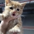 Ufacık Patiler, Masum Gözler, Sıcacık Bir  kalp fotoğraf