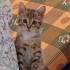12 haftalık  4 Kardeş Acil Yuva Arıyor! fotoğraf