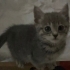 Pamuk gibi bir bebek fotoğraf