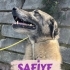 Safiyemiz göz bebeğimiz yuva arıyor😍 fotoğraf