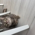 Uysal ,cana yakın bir kedi fotoğraf