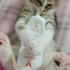 Minik tatlı bir bebek🐱 fotoğraf