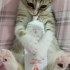 Minik tatlı bir bebek🐱 fotoğraf