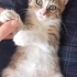 Minik tatlı bir bebek🐱 fotoğraf